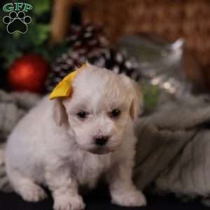 Tiny-Noelle, Bichon Frise Puppy